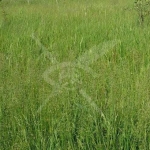 Парцел в с. Сакарци, Област Хасково - 13955 кв.м за 6 €/кв.м - Снимка #1