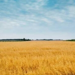 Земеделски имот в Варна, Център -  кв.м за 2295 €/дка - Снимка #1