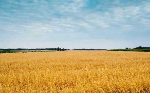 Земеделски имот в с. Сребърна, Област Силистра -  кв.м за 993 €/дка - Снимка #1