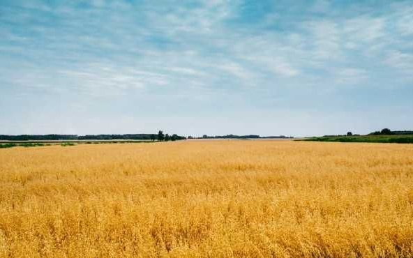 Земеделски имот в Варна, Център -  кв.м за 2295 €/дка - Снимка #1