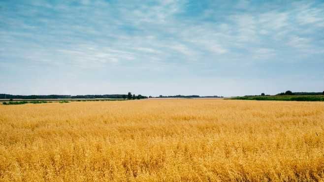 Земеделски имот в Варна, Център -  кв.м за 2295 €/дка - Снимка #1