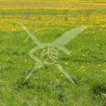 Парцел в с. Оризари, Област Пловдив - 2000 кв.м за 15 €/кв.м - Снимка #1