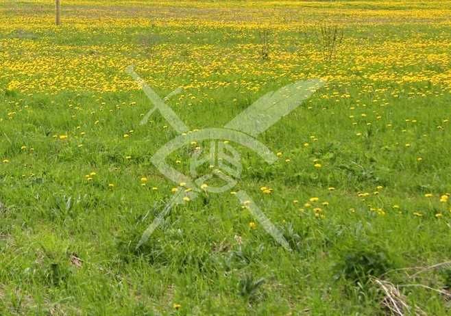 Парцел в с. Марково, Област Пловдив - 1590 кв.м за 104 €/кв.м - Снимка #1