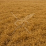 Парцел в Асеновград - 2895 кв.м за 11 €/кв.м - Снимка #1