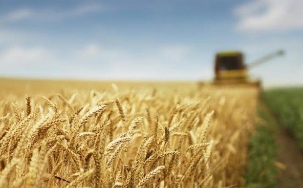 Земеделски имот в Балчик -  кв.м за 2193 €/дка - Снимка #1