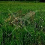 Парцел в с. Старосел, Област Пловдив - 854 кв.м за 2 €/кв.м - Снимка #1