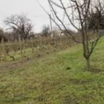 Парцел в Добрич, в.з. Лозята - 1200 кв.м за 10 €/кв.м - Снимка #1