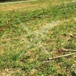 Парцел в с. Брестовица, Област Пловдив - 13000 кв.м за 12 €/кв.м - Снимка #1