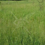 Парцел в с. Царацово, Област Пловдив - 3925 кв.м за 32 €/кв.м - Снимка #1