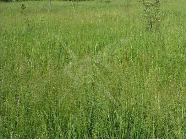 Парцел в с. Царацово, Област Пловдив - 3925 кв.м за 32 €/кв.м - Снимка #1