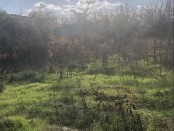 Парцел в с. Церова кория, Област Велико Търново - 1360 кв.м за 11 €/кв.м - Снимка #1