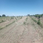 Парцел в с. Марково, Област Пловдив - 4500 кв.м за 56 €/кв.м - Снимка #1