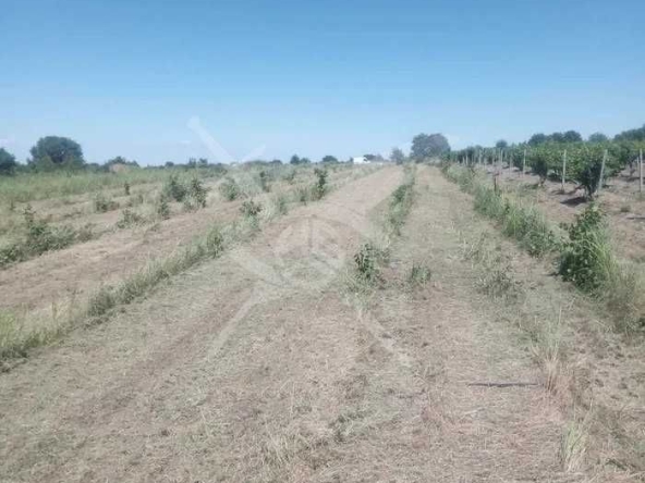 Парцел в с. Марково, Област Пловдив - 4500 кв.м за 56 €/кв.м - Снимка #1