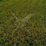 Парцел в с. Дедово, Област Пловдив - 2298 кв.м за 12 €/кв.м - Снимка #1