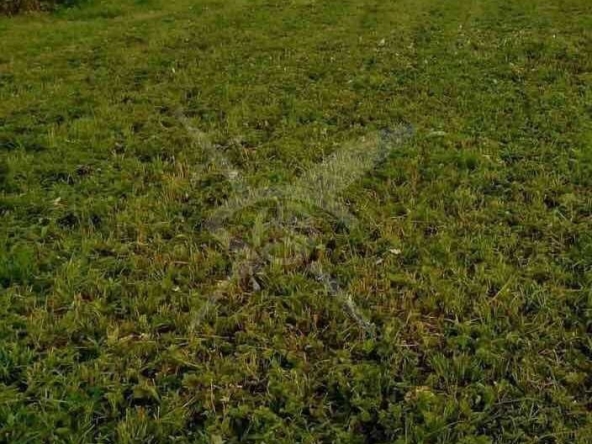 Парцел в с. Дедово, Област Пловдив - 2298 кв.м за 12 €/кв.м - Снимка #1