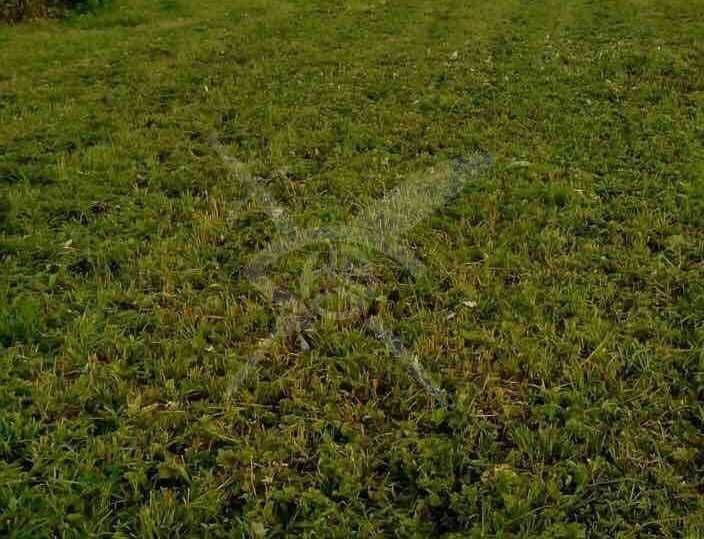 Парцел в с. Дедово, Област Пловдив - 2298 кв.м за 12 €/кв.м - Снимка #1