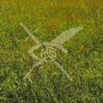 Парцел в с. Стряма, Област Пловдив - 3013 кв.м за 50 €/кв.м - Снимка #1