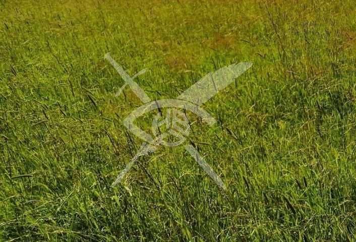 Парцел в с. Стряма, Област Пловдив - 2750 кв.м за 200 €/кв.м - Снимка #1