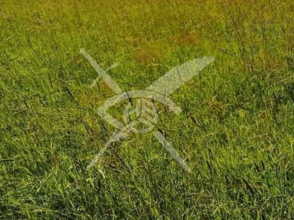 Парцел в Асеновград - 2000 кв.м за 48 €/кв.м - Снимка #1