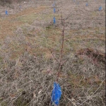 Земеделски имот в Кюстендил, Център -  кв.м за 1057 €/дка - Снимка #1