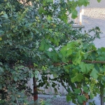 Къща в с. Тополово, Област Пловдив - 150 кв.м за 341 €/кв.м - Снимка #1