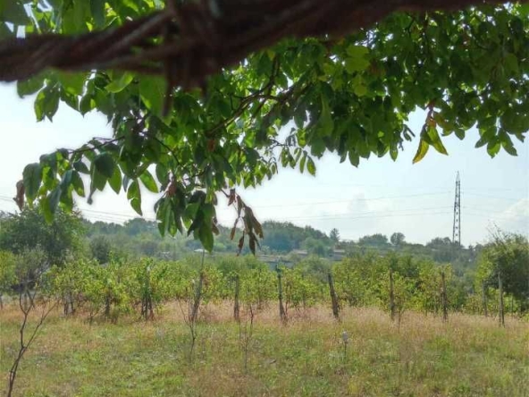 Къща в Търговище, Вилна зона - 1300 кв.м за 9 €/кв.м - Снимка #1