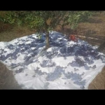 Земеделски имот в с. Долина, Област Добрич -  кв.м за 1828 €/дка - Снимка #1