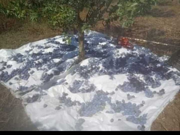 Земеделски имот в с. Долина, Област Добрич -  кв.м за 1828 €/дка - Снимка #1