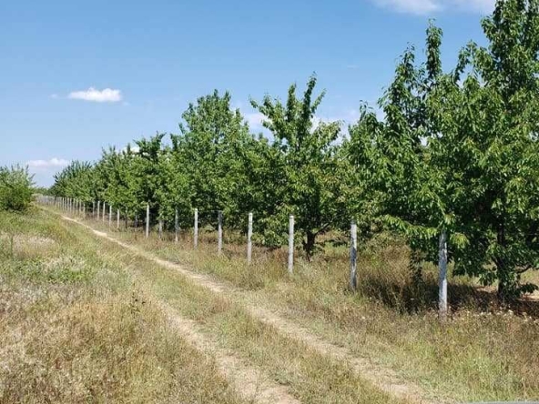 Земеделски имот в с. Карабунар, Област Пазарджик -  кв.м за 1435 €/дка - Снимка #1