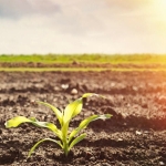 Земеделски имот в Каварна -  кв.м за 29 €/дка - Снимка #1