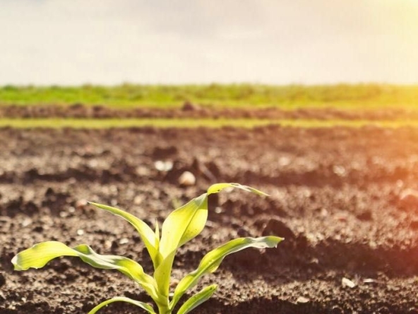 Земеделски имот в Каварна -  кв.м за 29 €/дка - Снимка #1