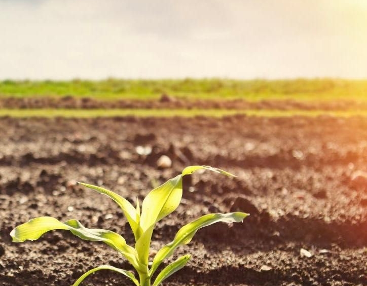 Земеделски имот в Каварна -  кв.м за 29 €/дка - Снимка #1