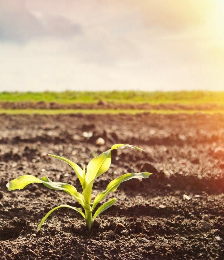 Земеделски имот в Каварна -  кв.м за 29 €/дка - Снимка #1