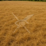 Парцел в Куклен - 2000 кв.м за 20 €/кв.м - Снимка #1