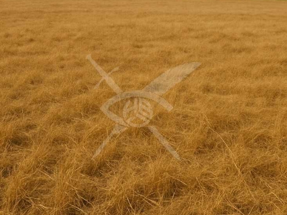 Парцел в Куклен - 2000 кв.м за 20 €/кв.м - Снимка #1