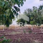 Земеделски имот в с. Семерджиево, Област Русе -  кв.м за 2447 €/дка - Снимка #1