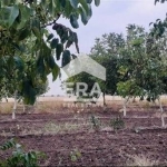 Земеделски имот в с. Семерджиево, Област Русе -  кв.м за 3 €/дка - Снимка #1