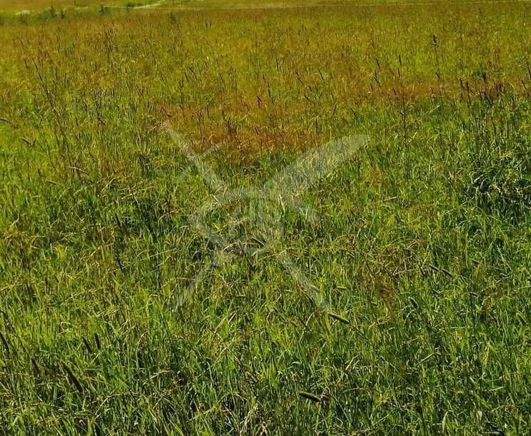 Парцел в с. Труд, Област Пловдив - 1161 кв.м за 21 €/кв.м - Снимка #1