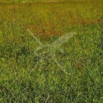 Парцел в с. Труд, Област Пловдив - 1161 кв.м за 21 €/кв.м - Снимка #1