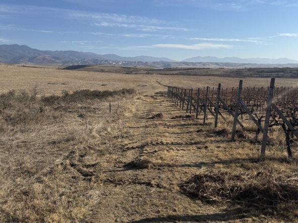 Земеделски имот в Сандански -  кв.м за 1640 €/дка - Снимка #1