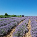 Земеделски имот в Дългопол -  кв.м за 3000 €/дка - Снимка #1