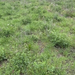 Парцел в с. Бошуля, Област Пазарджик - 1300 кв.м за 16 €/кв.м - Снимка #1