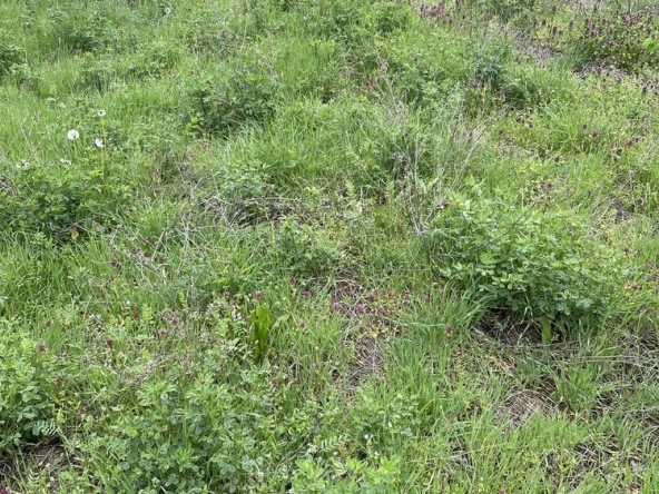 Парцел в с. Бошуля, Област Пазарджик - 1300 кв.м за 16 €/кв.м - Снимка #1