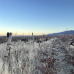 Парцел в Пловдив, Каменица 1 - 2600 кв.м за 50 €/кв.м - Снимка #1