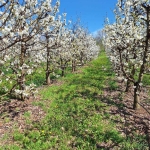 Земеделски имот в Перущица -  кв.м за 11000 €/дка - Снимка #1