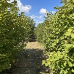 Земеделски имот в София, в.з. Драгалевци лифта -  кв.м за 20625 €/дка - Снимка #1