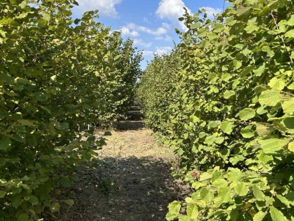 Земеделски имот в София, в.з. Драгалевци лифта -  кв.м за 20625 €/дка - Снимка #1