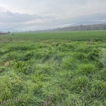 Земеделски имот в с. Кранево, Област Добрич -  кв.м за 15300 €/дка - Снимка #1