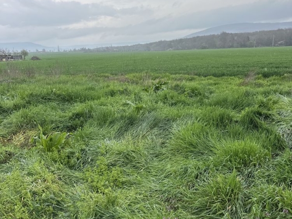 Земеделски имот в с. Кранево, Област Добрич -  кв.м за 15300 €/дка - Снимка #1