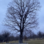 Парцел в Плачковци - 1581 кв.м за 10 €/кв.м - Снимка #1